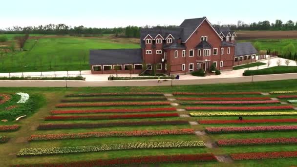 Повітряна низька висота над голландським польдерним ландшафтом багатокольорові поля тюльпанів з рядами рожевих зелених жовтих і червоних квітів на задньому плані показують, як квіткова ферма знімається під час спеки 4k — стокове відео