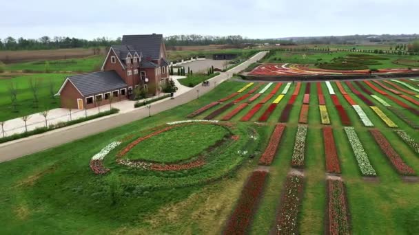 Повітряна низька висота над голландським польдерним ландшафтом багатокольорові поля тюльпанів з рядами рожевих зелених жовтих і червоних квітів на задньому плані показують, як квіткова ферма знімається під час спеки 4k — стокове відео
