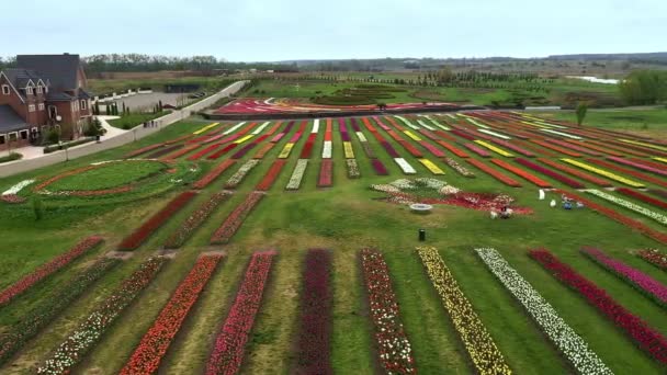 Baja altitud aérea sobre el paisaje de pólder holandés campos de tulipanes multicolores con filas de flores rosas, verdes, amarillas y rojas en el fondo que muestran la toma de la granja de flores durante el clima nublado 4k — Vídeo de stock