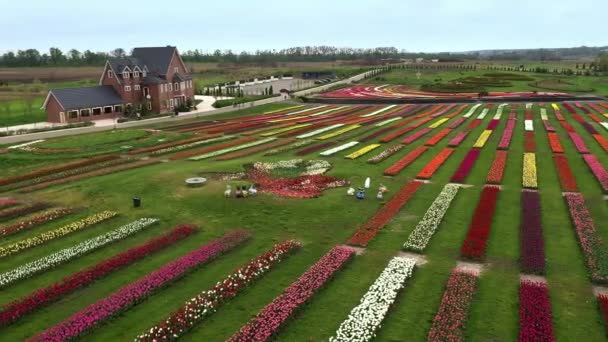 Hollanda polen manzarası üzerinde alçak irtifa çok renkli lale tarlaları. Arka planda pembe yeşil sarı ve kırmızı çiçekler var. Hava bulutluyken çekilmiş çiçek çiftliği görüntülerini gösteriyor. — Stok video