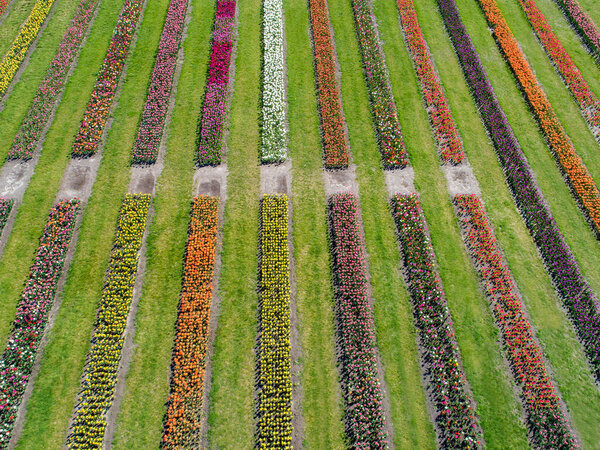 Landscape of Netherlands tulips with sunlight in Netherlands.