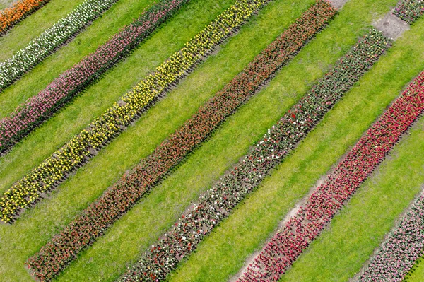 Paisaje de los tulipanes holandeses con luz solar en Holanda . — Foto de Stock