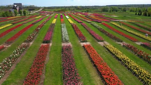Parque con campos de tulipanes multicolores, plano aéreo . — Vídeos de Stock