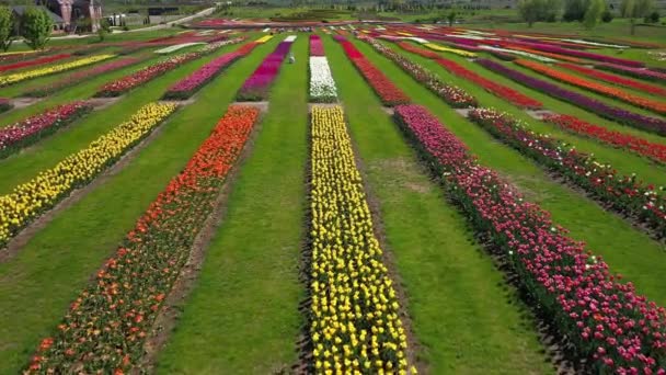 Parc avec champs de tulipes multicolores, plan aérien . — Video