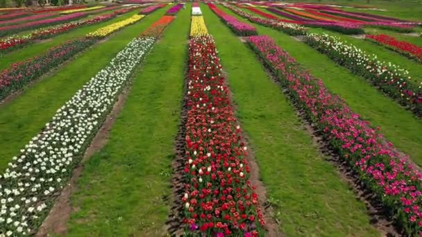 Parque com campos de tulipas multicoloridas, tiro aéreo . — Vídeo de Stock