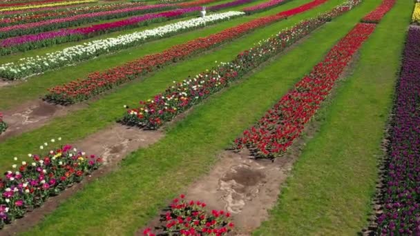 Park s poli pestrobarevných tulipánů, letecké snímky. — Stock video