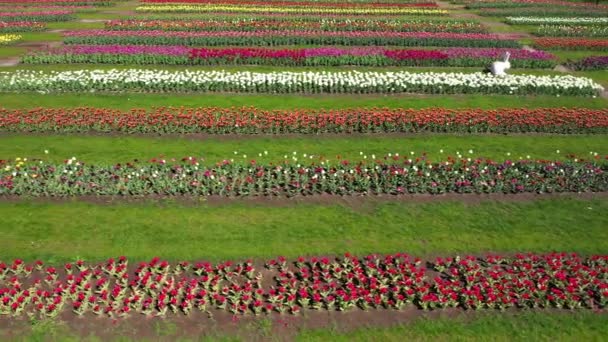 Park mezők sokszínű tulipánok, légi felvétel. — Stock videók