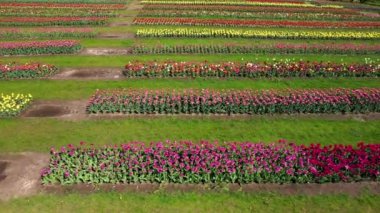 Çok renkli lalelerin olduğu park yeri, havadan çekim..