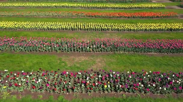 Parque con campos de tulipanes multicolores, plano aéreo . — Vídeo de stock