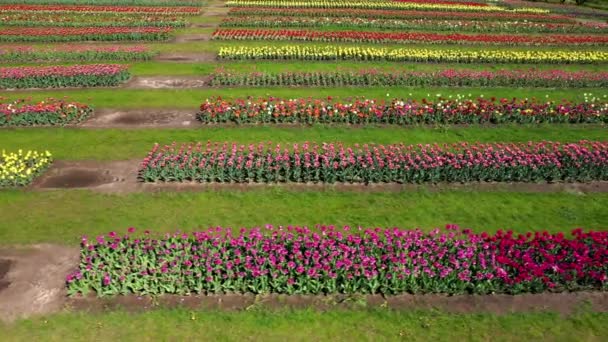 Parc avec champs de tulipes multicolores, plan aérien . — Video