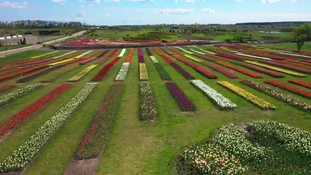 Park z polami wielobarwnych tulipanów, zdjęcia lotnicze. — Wideo stockowe