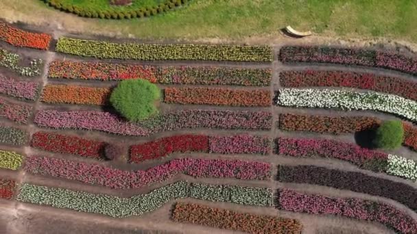 Парк з полями різнокольорових тюльпанів, повітряний постріл . — стокове відео