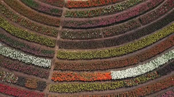 Parco con campi di tulipani multicolori, tiro aereo . — Video Stock