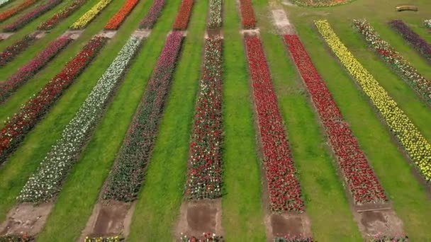 Park mezők sokszínű tulipánok, légi felvétel. — Stock videók