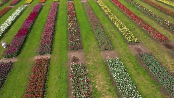 Park s poli pestrobarevných tulipánů, letecké snímky. — Stock video