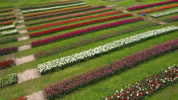 Parc avec champs de tulipes multicolores, plan aérien . — Video