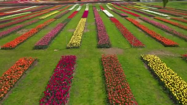 Parc avec champs de tulipes multicolores, plan aérien . — Video