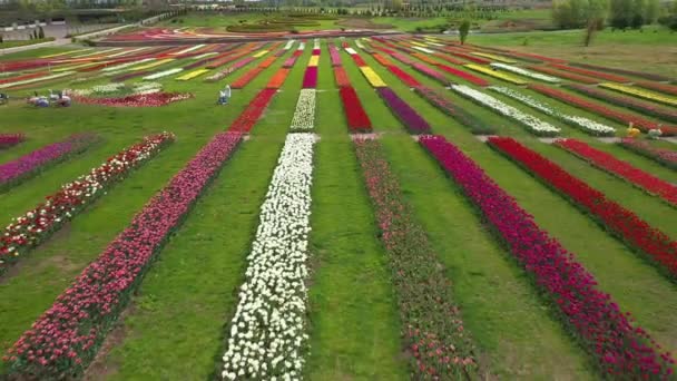Park mezők sokszínű tulipánok, légi felvétel. — Stock videók