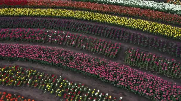 Park s poli pestrobarevných tulipánů, letecké snímky. — Stock video