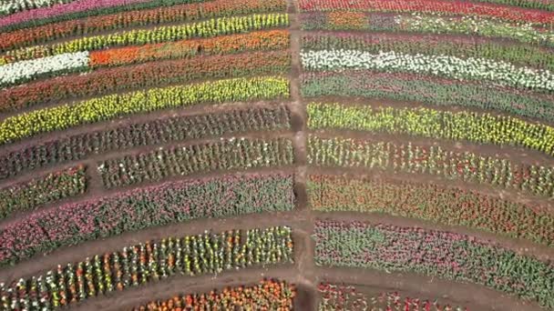 Park met velden van veelkleurige tulpen, luchtfoto. — Stockvideo