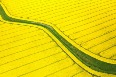 Beautiful rapeseed fields shot from the air. clipart
