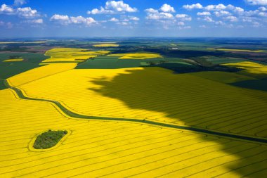 Havadan çekilen güzel kolza tohumu tarlaları.