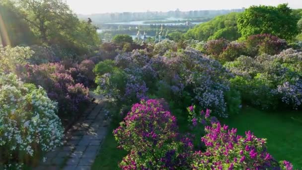 Botanik Bahçesindeki leylak çiçeklerinin hava görüntüsü Grishko, Kyiv. — Stok video