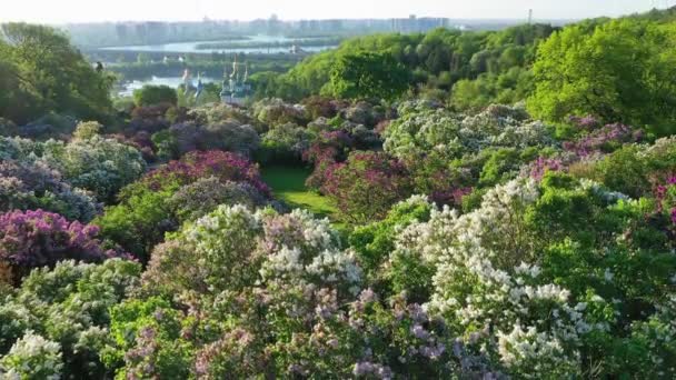 キエフのグリシュコにちなんで命名された植物園のライラックの花の空中ビュー. — ストック動画