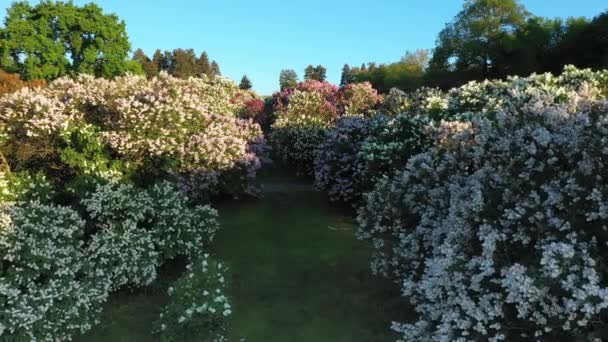 Вид с воздуха на сиреневые цветы в Ботаническом саду им. Гришко, Киев . — стоковое видео