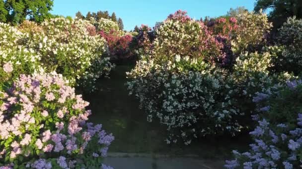 Luchtfoto van lila bloemen in de Botanische Tuin vernoemd naar Grishko, Kiev. — Stockvideo