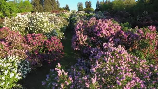 Vista aérea de flores lila en el Jardín Botánico llamado así en honor a Grishko, Kiev . — Vídeos de Stock