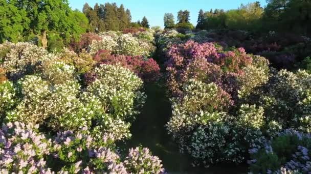 키 에프, 그리 시코의 이름을 따서 명명 된 보 터니 컬 한 정원에 있는 라일락 꽃을 공중에서 본 모습. — 비디오