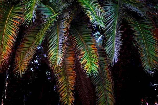 Färgglada löv av palmerna - fotografi — Stockfoto