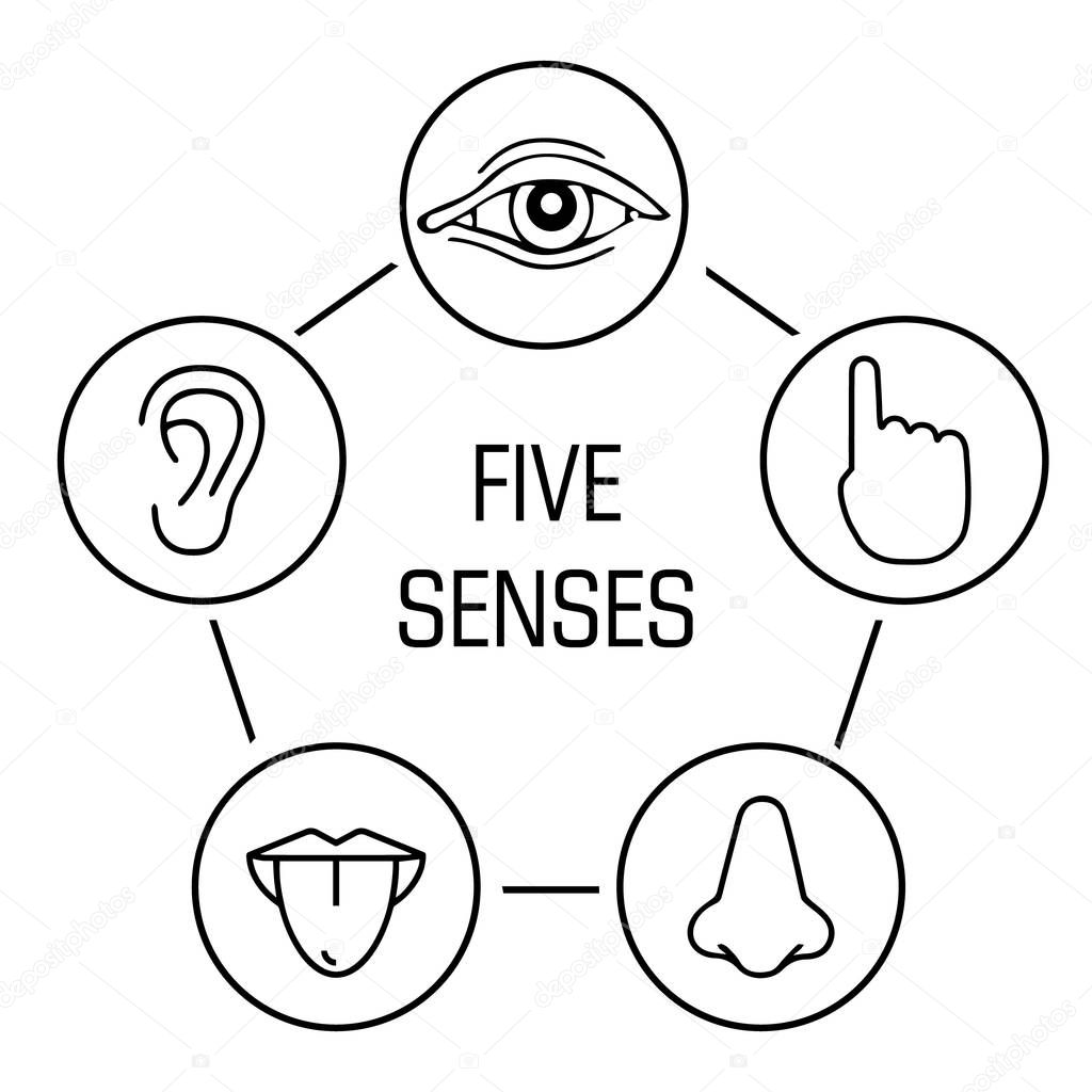 human senses
