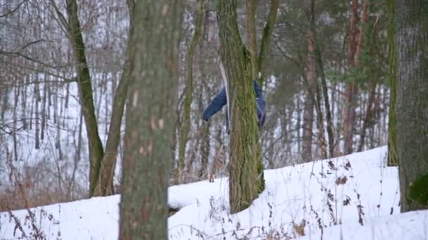 Mann spaziert im winterlichen Kiefernwald — Stockvideo