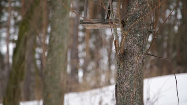 Seitenansicht eines hölzernen Vogelfutterhäuschens mit Futter im Inneren — Stockvideo