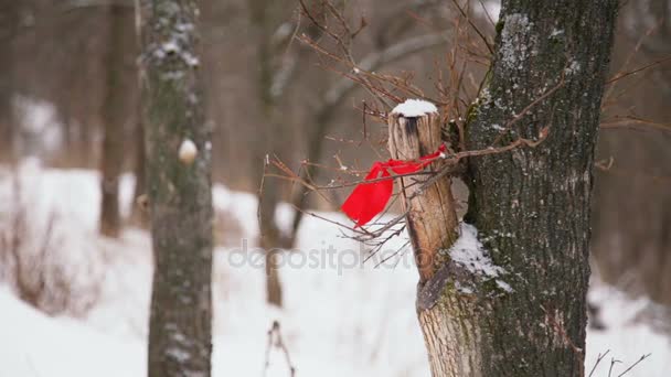 Красная лента висит на дереве в заснеженном лесу — стоковое видео