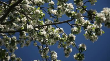 Apple-ağaç çiçek