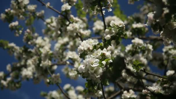 Epletre i blomst – stockvideo