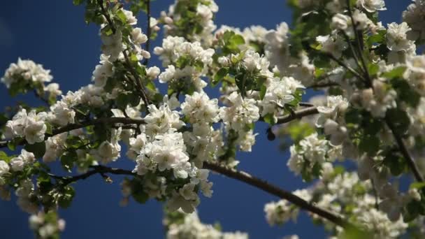 Яблоня в цветении — стоковое видео