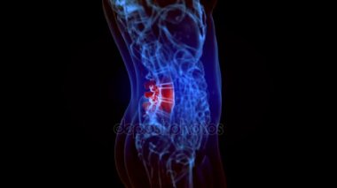 Alt arka omurga ağrısı'x-ışını iskelet animasyonu