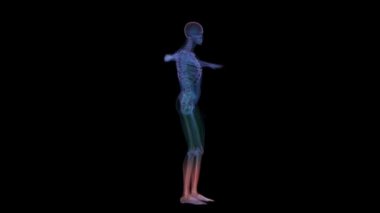İnsan anatomisi. X-ışını iskelet