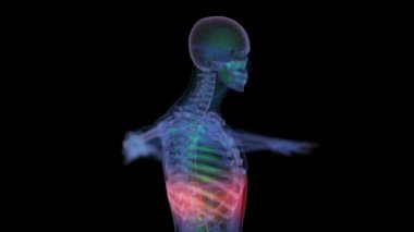 İnsan anatomisi. X-ışını iskelet