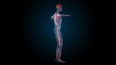 Tüm insan vücut sistemleri. Geçiş body - dolaşım sistemi - vücut