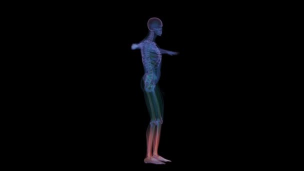 Anatomia umana. Scheletro a raggi X — Video Stock