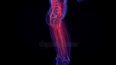 İnsan anatomisi. X-ışını iskelet