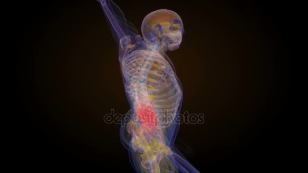 Animación del esqueleto de rayos X del dolor lumbar — Vídeo de stock