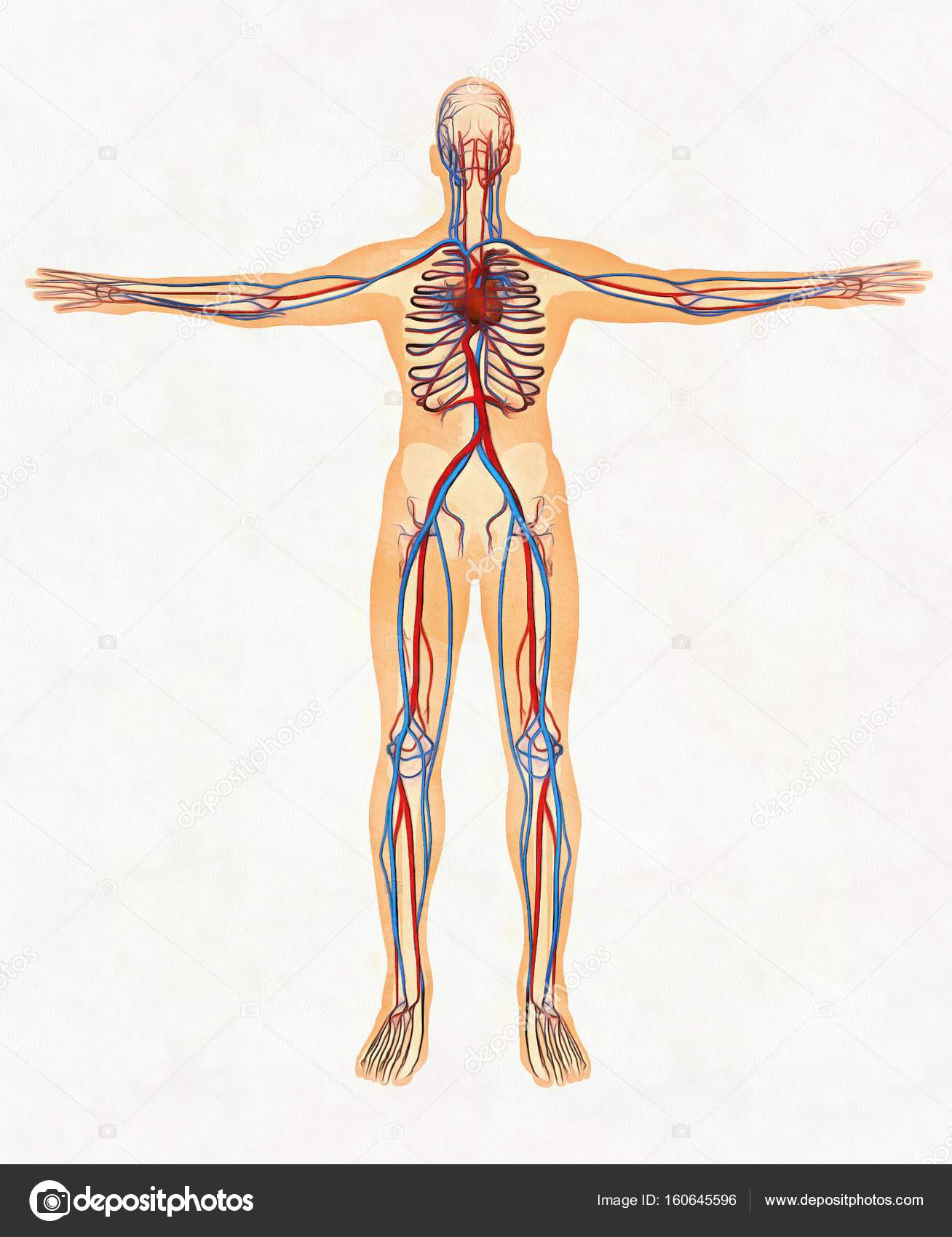 cuerpo humano y sistema circulatorio fotos de stock a3art ru
