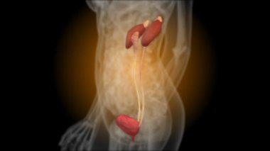 X-ışını böbrekler