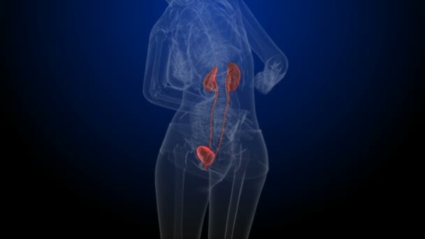 Órganos del cuerpo humano Riñones con vejiga urinaria. 3D — Vídeo de stock